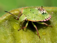 StinkBugNymph.jpg