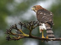 Hawk6.jpg