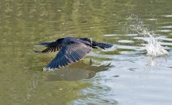 DSC_2297.jpg