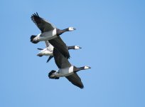 DSC_2441.jpg