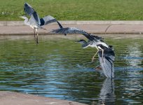 DSC_2539.jpg