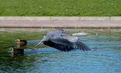 DSC_2523.jpg