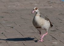 DSC_2576.jpg