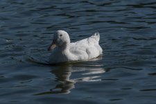 DSC_2570 test.jpg