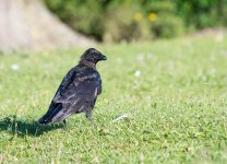 DSC_2419.jpg