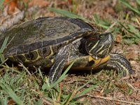 Turtle2.jpg