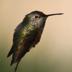 Hummer4.jpg