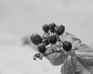 DSC_8499bw.jpg