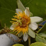Passiflora4.jpg