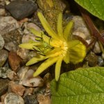 Passiflora3.jpg