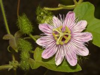 Passiflora.jpg