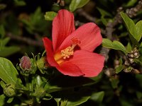 Hibiscus2.jpg