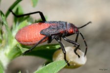 BoxElder-202.jpg