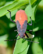 BoxElder-203.jpg
