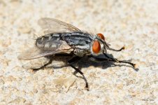 Fly-200.jpg