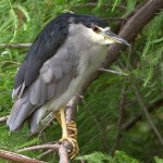 BlackHeron3.jpg