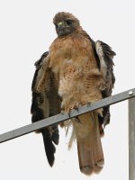 Hawk6.jpg