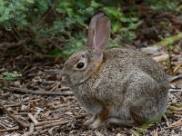 Rabbit.jpg