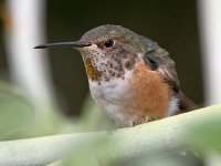Hummer11.jpg