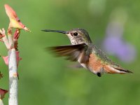 Hummer16.jpg