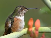 Hummer29.jpg