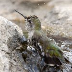 Hummer41.jpg