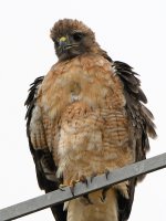 Hawk7.jpg