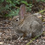 Rabbit2.jpg