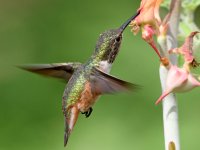 Hummer12.jpg