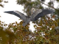 BlueHeron2.jpg