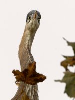 BlueHeron5.jpg