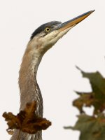BlueHeron6.jpg