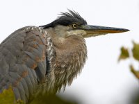 BlueHeron20.jpg
