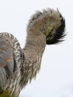BlueHeron21.jpg