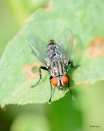 Fly-202.jpg