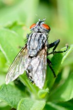 Fly-203.jpg