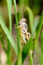 Grasshopper-200.jpg