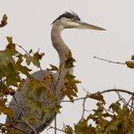 BlueHeron9.jpg