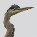 BlueHeron12.jpg
