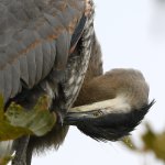 BlueHeron15.jpg