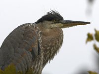 BlueHeron23.jpg