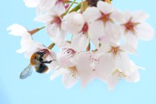 Bumblebee on cherry blossoms.jpg