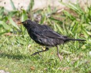 DSC_2587.jpg