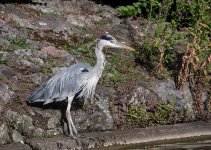 DSC_2606.jpg