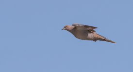 DSC_2595.jpg