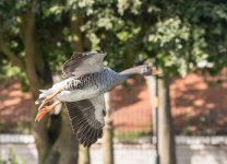 DSC_2652.jpg