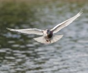 DSC_2659.jpg