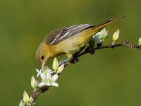 Oriole4.jpg