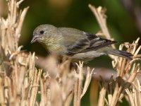 Goldfinch2.jpg