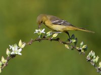 Oriole2.jpg